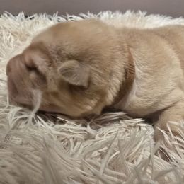 Briggs. Brown collar - Red fawn male Chinese Shar-Pei puppy in Rome, Pennsylvania from Maynard Hills Chinese Sharpeis