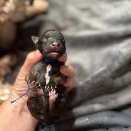 Mr Bingley's (blue) - Wheaten male Whoodle puppy in Rising Sun, Indiana from Ruby Lane Doodles