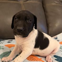 Preacher - Black and white male German Shorthaired Pointer puppy in Hot Springs, Virginia from Thunder Mountain Gun Dogs