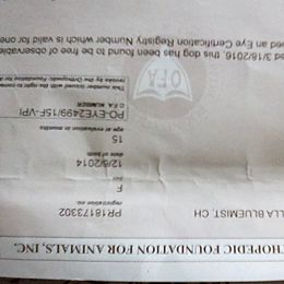 Poodle All Grown Up from Bluemist Kennel