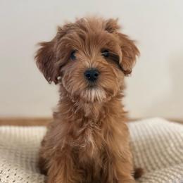 Dolly - Red  female Goldendoodle puppy in Modesto, California from Central Valley Canine Companions