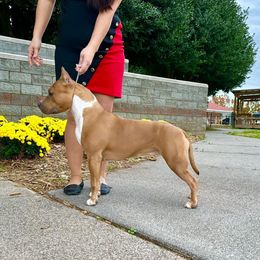 Flirt - American Staffordshire Terrier