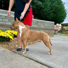 Flirt - American Staffordshire Terrier