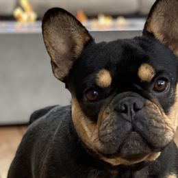 French Bulldogs from Cooper’s French Bulldogs