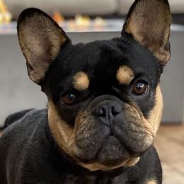 French Bulldogs from Cooper’s French Bulldogs