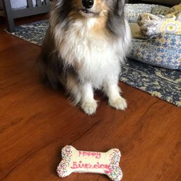 Miniature Australian Shepherd Puppies from Rocky Top Kennels