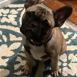 Theodore - French Bulldog puppy in Kingston, Massachusetts from Fendi Frenchies
