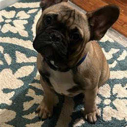 Theodore - French Bulldog puppy in Kingston, Massachusetts from Fendi Frenchies