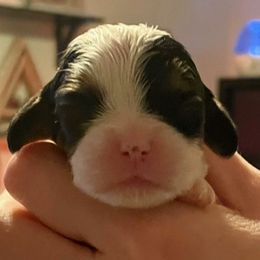 Cavalier King Charles Spaniels from Marcie's Spaniels