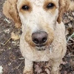 Labradoodles and Poodles from Hanley Country Canines