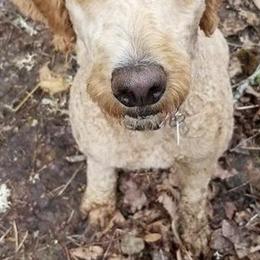 Labradoodles and Poodles from Hanley Country Canines