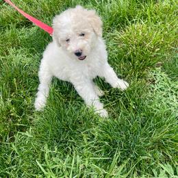 Sally - Parti female Labradoodle puppy in Craig, Nebraska from Top Knot Companions Poodles and Labradoodles