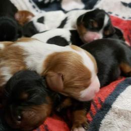 Cavalier King Charles Spaniel Puppies from Southern Edge Kennel