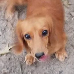 Dachshunds from Nashlyn's Dachshunds