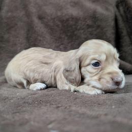 AKC Ee Cream Girl 2 - Cream female Dachshund puppy in Choctaw, Oklahoma from TS Performance Horses & Dachshunds
