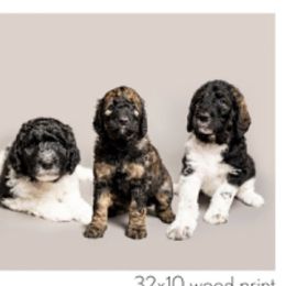 Labradoodle and Poodle Puppies from Leebrick Labradoodles