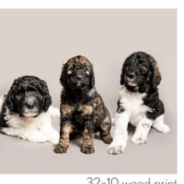 Labradoodle and Poodle Puppies from Leebrick Labradoodles