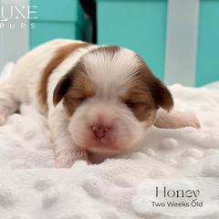 Honey - Gold and white female Shorkie puppy in Scottsdale, Arizona from Lil Luxe Pups