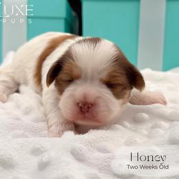 Honey - Gold and white female Shorkie puppy in Scottsdale, Arizona from Lil Luxe Pups