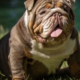Bulldogs and French Bulldogs from Legacy of Lottos Bulldogs
