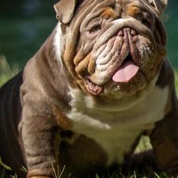 Bulldogs and French Bulldogs from Legacy of Lottos Bulldogs
