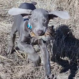 Weimaraners from Wunderbar Weims