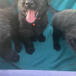 Assorted Doodle Crosses Puppies from Versi Canines