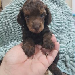 Girl 2 - female Poodle puppy in Athens, Texas from It's  A Dog Thing