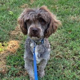 Ranger - Havanese