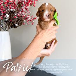 Patrick - Red male Bernedoodle puppy in South Jordan, Utah from Wonderful World Doodles