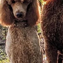 Havapoos and Poodles from Reining Glory Acres