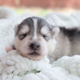 Male 3 - Sable and white male Siberian Husky puppy in Bly, Oregon from Hill Top Huskies
