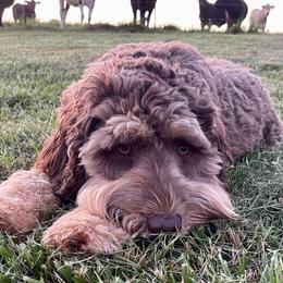 Hoosier - Labradoodle