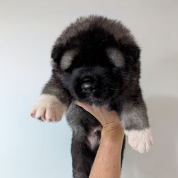 Boy 1 - Silver, black overlay male Akita puppy in South Carolina from Sierra Mountain Akitas