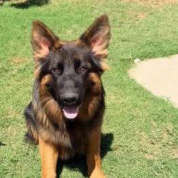 Drako - Black and red male German Shepherd puppy in Whitewater, California from Vom Haus Metzler Shepherds