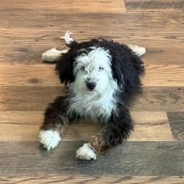 Australian Mountain Doodle puppies from North 40 Doodles