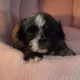 Pekingese puppies from Tao Pekingese