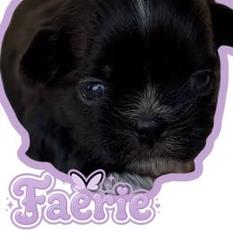 Faerie - Black female Shih Tzu puppy in San Tan Valley, Arizona from My Puppy Tzu