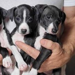 Italian Greyhound Puppies from Micci Italian Greyhounds