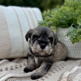 Giant Schnauzer and Miniature Schnauzer Puppies from Hillside Kennels