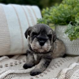 Giant Schnauzer and Miniature Schnauzer Puppies from Hillside Kennels