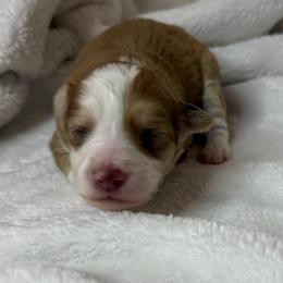 Baby - Cream and white female Aussiedoodle puppy in Tonasket, Washington from V5 Aussies