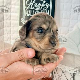 Mr. Blue-3800 - Dapple male Dachshund puppy in Sparr, Florida from From the Heart Doxies