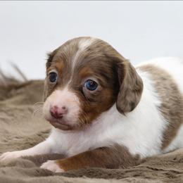 Female 1 - Dapple female Dachshund puppy in Childress, Texas from Taylor Farms