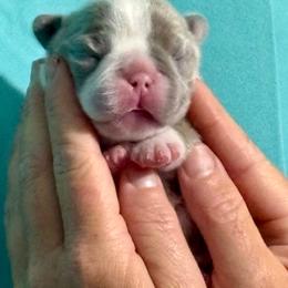 Lilac bridle pied - Tricolors male French Bulldog puppy in Jefferson City, Missouri from Central Frenchie Haven