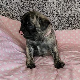 Pug Puppies from Pugs and Kisses from Kansas