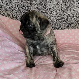 Pug Puppies from Pugs and Kisses from Kansas