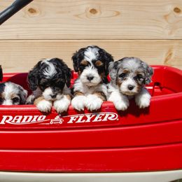 Bernedoodle and Goldendoodle Puppies from Rockin R Doodles