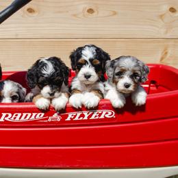 Bernedoodle and Goldendoodle Puppies from Rockin R Doodles