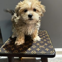 Cameron - Sable male Yorkipoo puppy in from Pink Poodles and Doodles